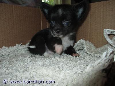 myydään chihuahua www.koiratori.com-ilmoitus 15.7 suomessa syntynyt pentu etsii kotia pentu on reipas ja sosiaallinen pennun vanhemmat on omia koiria.pentu tarkastetaan ja sirutetaan ennen luovutusta.varausmaksu 300e mitä ei palauteta jos ostaja peruu tämä vähennetään hinnasta.ei osamaksuatiedustelut sähköpostilla tai tekstiviesteillä