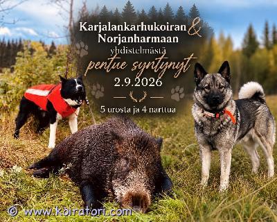 myydään sekarotuinen www.koiratori.com-ilmoitus Norjanharmaan- ja karjalankarhukoiran yhdistelmästä, syntynyt pentuja 2.9.2026.pentueesta odotetaan riistaverisiä, aktiivisia ja metsästyskäyttöön soveltuvia koiria. molemmilla vanhemilla alla hirvityöskentelyä sekä lisäksi isä kunnostautunut myös villisian metsästyksessä. pentueeseen syntyi 5 urosta ja 4 narttua. pennuille etsinnässä aktiiviset harrastavat kodit, kysy lisää! pennun hinta : 600€, josta varausmaksu 100€. yht. Marko levomäki / 0500598582