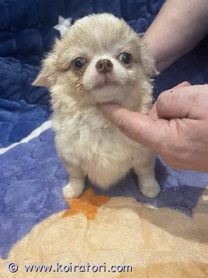 MYYDääN chihuahua www.koiratori.com-ilmoitus Long-haired female chihuahua, merle color, standard size, for sale. Born june 9th. Europass, microchip, all vaccinations, rabies vaccination, sales contract.