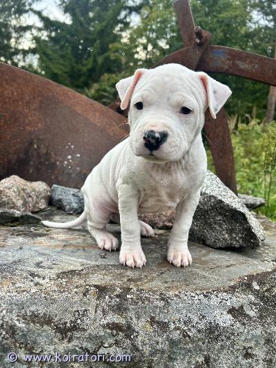 myydään amstaffimix www.koiratori.com-ilmoitus Peruuntumisen vuoksi vapaana olisi yksi upea uros pentu. Syntynyt 29.7 eli luovutuksessa 16.9 alkaen. pentu on säännöllisesti madotettu madotusohjelman mukaisesti. Eläinlääkäri on tarkastanut ja siruttanut pennun. isä on amstaffi, äiti on pitti/dogo sekoitus. pentu kasvaa maalla perheen keskellä tottuen ihmisiin ja erilaisiin kodin ääniin. Kysy lisää :) varausmaksu 200€ mikä vähennetään haettaessa loppusummasta. kerrothan millaiseen kotiin koiraa haluaisit! pentu sijaitsee laukaassa. 