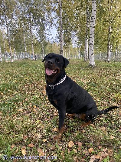 myydään rottweiler www.koiratori.com-ilmoitus Etsitään uutta ja rakastavaa kotia rottweiler-nartulle.Dina on5-vuotias leikattu typy. Luonteeltaan kiltti ja tottunut lapsiiin.Dinalla on nivelrikko, jonka takia tarvitsee säännöllisesti kipulääkkeen ja nivelravinteita. Ilman kipulääkettä koira ei pärjää. Rakas koiramme etsii uutta kotia syystä, josta kerron vain aidosti koirasta kiinnostuneelle. Koirasta ei olla luopumassa ajatuksella, että se on saatava vain äkkiä uuteen kotiin, koira halutaan koeajalle (n2kk)ja tuleva koti halutaan nähdä. Dina tarvitsee vapaana oloa, jotta lihaskunto ja mieli säilyvät hyvänä, sillä kyse energisestä rodusta. Dina on  elänyt uroskoiran kanssa ja tähän asti kokemus on, että urosten kanssa tulee toimeen. Narttujen- todennäköisesti ei. Kissoille ehdoton ei. Koska kyseessä on  vaativa rotu, tulevalla omistajalla tulisi olla kokemusta roduista, jotka ovat ns. normaalia haastavampia, ei siis sovellu joka kotiin ja ehdoton ei koiran hankkimiselle itsetunnon pönkittämiseksi tai suojelukoiraksi. Joten kyselyitä vain ihmisiltä, jotka rakkaudesta rotuun ja haluun antaa koiralle loppuelämän koti. Ja ehtona se, ettei rakas koiramme koskaan joudu kiertoon, vaan palautuu meille, jos oma elämäntilanteesi muuttuu niin, ettet koiraa voi enää pitää. Raha ei tässä kohtaa tärkeä, vain sitoutuminen hoitaa koiraa sen tarpeet huomioon ottaen. (Kerrostalon olleessa kyseessä hissi, jos rappuja on käveltävänä paljon)