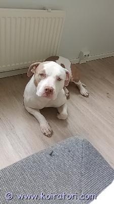 myydään americanbully www.koiratori.com-ilmoitus Hyvää kotiin american bully aika riitä koiralle on ei Maksu käteisellä ei osamaksu mahdollisuutta
