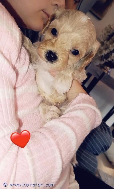 myydään malitpoo www.koiratori.com-ilmoitus Meillä on vielä kolme suloista maltipoo-urospentua etsimässä sitä omaa, pysyvää ja rakastavaa perhettä.. pennut syntyi 29.7 ja päivä päivältä kasvuu senkun kiihty– pieniä, suloisia ja täynnä elämäniloa.luovutus 16.9.2026 alkaenpennut sirutetaan ennen luovutusta???? pennut madotetaan asianmukaisesti eläinlääkäri tarkistaa pennut ennen luovutusta?? vanhemmat ovat perusterveitä? emo bella: kääpiövillakoira, red, noin 3 kg. Tämä on bellan ensimmäinen pentue, ja bella on hoitanut pienokaisiaan todella hienosti. ?????????? isä: maltankoira, valkoinen, noin 3,5 kg???? pennut sijaitsevat hämeenkoskella.pennuille etsitään ennen kaikkea hyvää, turvallista ja pysyvää kotia, jossa niistä pidetään huolta ja niitä rakastetaan koko niiden elämän ajan. ??????meille saa tulla rauhassa tutustumaan pentuihin ja viettämään aikaa näiden pienten karvapallojen kanssa. jos sydämesi suli näille ihanille pienille pojille, laita rohkeasti viestiä. ????ehkä juuri sinun kodistasi löytyy näille pienille oma rakastava perhe. 