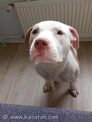 myydään americanbully www.koiratori.com-ilmoitus American bully mandi hyvää kotiin aika ei riitä koiralle ei osamaksulla. Maksu käteisellä 