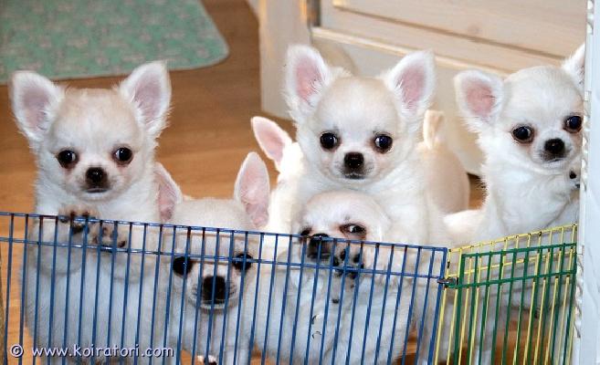 MYYDääN chihuahua www.koiratori.com-ilmoitus Magic show -kennelissä syntyi 23. Huhtikuuta 2026 chihuahua-pentue, jossa on neljä pitkäkarvaista, kermanväristä urosta. Yksi uros on tällä hetkellä vapaana. Pennun vanhemmat ovat näyttelykoiria, joilla on erinomainen luonne ja terveystarkastukset tehtynä. Pentu on madotettu, sirutettu ja rokotettu kattavasti. Se luovutetaan uudelle omistajalleen eurooppalaisen mallin mukaisen lemmikkieläinpassin ja ekl-rekisteritodistuksen (vientisukutaulu) kera. Jos olet kiinnostunut pennun hankkimisesta, kerrothan yhteydenoton yhteydessä hieman itsestäsi – esimerkiksi suunnitelmistasi koiran suhteen, kokemuksestasi koirista ja niin edelleen. Kiitos jo etukäteen. Lisää kuvia ja videoita näet facebook-sivultamme.