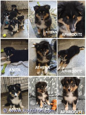 MYYDääN sheltie puppies www.koiratori.com-ilmoitus The kennel is selling tricolor sheltie puppies, born on june 30.06.2026.we have three females available: the clever and beautiful anita, the agility gem athena, and the calm aphrodita.all puppies are healthy and have no food or medication allergies.the puppies are outgoing, playful, and always positive.ready to go to a new family.each puppy has an ekl/fci pedigree, a european passport, a microchip, age-appropriate vaccines, and a sales contract.the parents are show dogs and have been health tested.i have whatsapp and viber.kennel myy tricolor sheltin pentuja, jotka ovat syntyneet 30.06.2026.meillä on vapaana kolme narttua: älykäs ja kaunis anita, agilityn helmi athena ja rauhallinen aphrodita.kaikki pennut ovat terveitä, eikä niillä ole ruoka- tai lääkeaineallergioita.pennut ovat ulospäinsuuntautuneita, leikkisiä ja aina positiivisia.valmiita muuttamaan uuteen kotiin.jokaisella pennulla on ekl/fci-sukutaulu, eurooppalainen passi, mikrosiru, ikätasoiset rokotukset ja kauppakirja.vanhemmat ovat näyttelykoiria ja heille on tehty terveystarkastuksia.minulla on whatsapp ja viber.