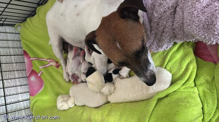 myydään jsckrusselinterrieri www.koiratori.com-ilmoitus Meillle syntyi 6 jackrusselinterrierin pentuja 12.9.2026, tyttöjä 4 ja poikia 2. Oikein aktiivisia ja reippaita pikkusyömäreitä. Muutamia alustavia varauksia/kyselyitä on tullut, mutta toistaiseksi vielä kaikki pennut vapaina. Emon toinen pentue, joten oikein kokeneessa ja hyvässä hoidossa ovat nämä karvaiset vauvelit. Jackrusselinterrieri on oiva perhekoira, fiksu ja aktiivinen pikkukoira. Ei turhan räkyttäjä. Sopii monenlaiseen tekemiseen. Etsimme ensisijaisesti koteja, jossa saa olla perheenjäsen. Toki myös harrastamiseen tämä rotu sopii mainiosti. Kerron mielelläni lisää, kun otat yhteyttä. Pennut ovat varkaudessa. Luovutus 8 viikon iässä, aikaisintaan 2.11 alkaen. 