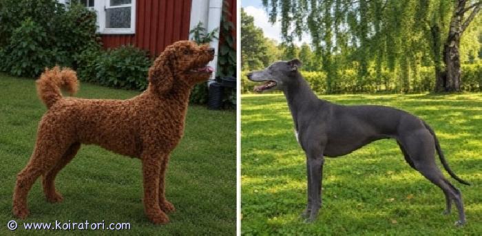 myydään whipoodle www.koiratori.com-ilmoitus Meille odotetaan syntyväksi vko:lla 42 whipoodle-pentue. Emä whippetIsä keskikoinen villakoira.Kummatkin vanhemmat hyväluonteisia, tasapainoisia, ihmisläheisiä ja fiksuja perhekoiria.Osallistuvat innolla kaikkiin aktiviteetteihin, mutta osaavat myös hienosti rauhoittua.Vanhemmat ovat virallisesti terveystarkastettuja ja suku myös tiedossa.Sanni sydän ok.silmät ok.selkä ok.lonkat ok.kyynärät ok.Fonzie ( Legacy of sweetest dream )sydän ok.silmät ok.polvet ok.kivekset ok.Mikäli mahdollinen villa-whippet pentu kiinnostaa, niin ole yhteydessä puhelimitse. Kerron mielelläni lisää yhdistelmästä ja katsotaan sopisiko tälläinen koira juuri teidän arkeen.0400684089