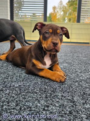 myydään americanbully www.koiratori.com-ilmoitus Americanbully xl/standard -pentue.vielä yksi upea chocolate tri color narttupentu etsii aktiivista ja rakastavaa loppuelämän kotiaanmolemmat vanhemmat ovat terveitä ja tervepäisiä rotunsa edustajia. Luonteeltaan erittäin ihmisläheisiä sosiaalisia ja tasapainoisia perhekoiria.sukutaulun huippunimiä ovat muun muassa:• dual ch jax• parasiemprebulls trinity trimax• bomb blood don choc• raw prides brace• bossys jumanji pez koipennut kasvavat lapsiperheen arjessa tottuen erilaisiin ääniin, käsittelyyn, eri ihmisiin sekä muihin koiriin. Panostamme pentujen varhaiseen sosiaalistamiseen ja monipuolisiin kokemuksiin ennen luovutusta.tämä pentu on täyttä elämäniloa. Se on poikkeuksellisen rohkea, utelias ja leikkisä pakkaus, jonka häntä heiluu lakkaamatta. Pentu on äärettömän ihmisläheinen – se hakeutuu jatkuvasti lähelle, rakastaa rapsutuksia ja viihtyy sylissä.pennut luovutetaan:• eläinlääkärin tarkastamina• useaan kertaan madotettuina• sirutettuina• rekisteröityinä abkc (american bully kennel club)pentupaketin kera.pentu on 8,5vk eli luovutusikäinen.jos olet etsimässä itsellesi tai perheellesi uutta perheenjäsentä, niin ota yhteyttä niin jutellaan lisää.toivomme, että kerrot yhteydenotossasi itsestäsi ja perheestäsi sekä siitä millaisen kodin voit tarjota tulevalle pennulle.