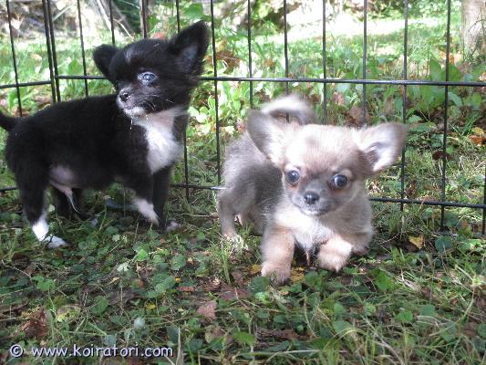 MYYDääN chihuahua www.koiratori.com-ilmoitus Suomessa 15.7 syntyneet pennut etsii kotia.pentujen vanhemmat on omia koiria vanhemmat ei ole rekisteröityjä.pennut on sosiaallisia ja reippaita.pennut on tarkastettu ja sirutettu näistä todistus mukaan rokotukset 12vko.ikäisenä.ei osamaksuatied.041-4863276 tai sähköpostilla
