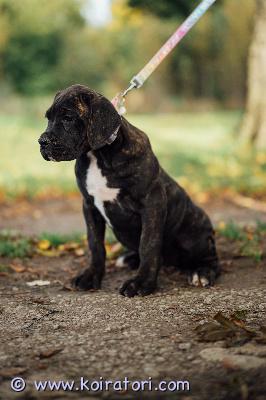 MYYDääN canecorso www.koiratori.com-ilmoitus Kauniit mustabrindlet pennut syntyivät kenneliimme 23.7.vielä 1 urospentu pentu ja 2 tyttöä varattavissa parhaaseen ja vastuuntuntoiseen kotiin.pentue rekisteröity eestin kennelliittoon,sirutettu,eu-passi,useasti madotettu ja iän mukaisesti rokotettu.vanhemmat ovat hyväluonteiset ja terveet hyvillä näyttelytuloksilla.pennulle mukaan erittäin kattava pentupaketti(arvo n.200e)sekä kasvattajan loppuelämän tuki.kodilta odotamme rodun tuntemusta/rotuun tutustumista sekä elämäntilannetta,jossa pennulle mahdollisuus tarjota huolehtiva ja vastuuntuntoinen koti.osamaksu mahdollisuus.ole valmis kertomaan millainen koti sinulla olisi tarjota.kerron mielelläni lisää pennuistamme +37255628699 whatsapp