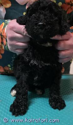 myydään labradoodle www.koiratori.com-ilmoitus Pennut s. 6.8.2026 suomessaisä villis, emä labradoodle. terveitä ja reippaita perhekoiria molemmat. pennut sirutetaan, madotetaan, terveystarkastetaan ja opetetaan kaikkeen käsittelyyn ennen luovutusta. Ostaja rokoittaa 12 viikoisena.luovutus 24.9. Alkaen.ei osamaksua.uroksia vapaana.pennut sijaitsevat oulussa. varausmaksu 100€hinta 1500€