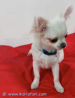 myydään chihuahua www.koiratori.com-ilmoitus Suloinen pitkäkarvainen chihuahuapentu (uros) etsii kotia! myydään terve, reipas ja kaunis pitkäkarvainen chihuahua-poikapentu. Pentu on syntynyt 14.3.2026 ja asuu tallinnassa. Väri: kerma / beige. Mikrosirutettu, kaikki rokotukset voimassa, eläinlääkärin terveystodistus, sukutaulu (vanhemmat valioita). Pentu on osallistunut jo näyttelyihin ja osoittanut hienoa menestystä! erittäin sosiaalinen, tasapainoinen ja iloinen poika. Ota yhteyttä ja kysy lisää!