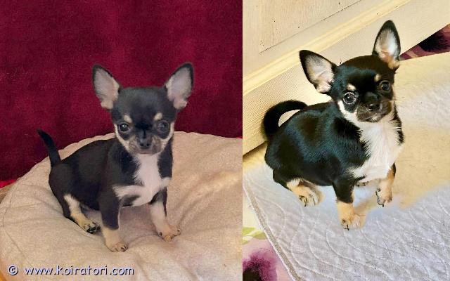 MYYDääN chihuahua www.koiratori.com-ilmoitus Ihanat chihuahua-tytöt odottavat kotiaan kennel vinzentassa, syntyneet 22.07.2026.fci:n ja viron kennelliiton rotutodistus, eurooppalainen passi, rokotukset, mikrosiru. Vanhemmat ovat läpäisseet terveystarkastukset ja heillä on hyvä sukupuu.pennuilla on hyvä luonne, kaunis pää ja ilme, oikeat hampaat, suora selkä ja ne ovat aikuisina keskikokoisia.yhteystiedot: irenemontvila@gmail.com