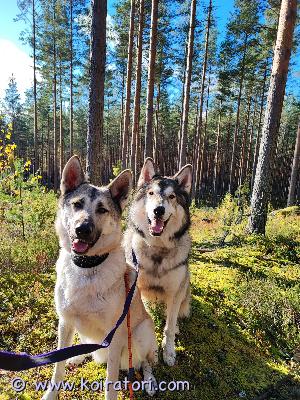 annetaan sekarotuiset www.koiratori.com-ilmoitus Lue huolellisesti ennen viestin laittoa. Etsitään uutta, yhteistä kotia kahdelle aikuiselle sekarotuselle(mm. Husky, malamuutti, samojedi, spk, vlcak). Uros 6-vuotias kastroitu ja narttu 5-vuotias, ei sterkattu. Syntyneet suomessa, sirutettu, rokotettu. Perusterveitä, sisäsiistejä, ei allergioita. EI lapsiperheeseen tai kotiin jossa muita pieneläimiä(omaavat riistaviettiä). Ei voi pitää vapaana.Osaa peruskäskyt, molemmat motivoitavissa herkuilla jos ne itse niin päättää, eli satunnaisesti osaa olla aika jääräpäitä. Ovat tarhassa aina kun ei olla kotona. Ei tietoa yksinolosta sisällä.Narttu on arka uusia ihmisiä kohtaan, mutta luottamuksen löydyttyä on maailman ihanin ja kiltein, joka rakastaa pussailla ja kömpii kainaloon. Uros on hänen tuki ja turva, ottaa siitä mallia. Lenkit sujuu kivasti, välillä yrittää vetää. Hoitotoimenpiteet ok. Ei juuri välitä/kiinnostu toisista koirista. Ei eroahdistusta.Uros luonteeltaan vähän kun hessu hopo, iso ja hölmö. Tykkää ihmisistä ja haluaa kovasti rapsutuksia. Nuorempana muutama tilanne mennyt vähän yli, jonka johdosta näykkäissyt kaksi kertaa eri ihmistä eri tilanteissa, toinen sattui lapsen kanssa. Tämän jälkeen ollaan rajattu aikaa vieraiden kanssa ja sen myötä ongelmia ei ole ollut. Näistä voin kertoa enemmän viesteillä.kotikulmilla muiden koirien ohitukset tuottaa välillä vaikeuksia, mikä ilmenee hyppimisenä ja vetämisenä. Tätä ollaan koitettu kitkeä pois suht tuloksetta. Ohitustilanteet muualla huomattavasti helpompia. Muuten lenkit sujuu hyvin, hajujen perään saattaa vetää. On aiemmin tullut toimeen muiden koirien kanssa, mutta viimeiset pari vuotta koirakontaktit ollut hyvin minimaaliset eikä olla käyty esim. Koirapuistoissa. Eroahdistusta ollut sisälle yksin jäädessään, tarhassa ei ongelmia.hoitotoimenpiteet sujuu ihan ok.Uusi koti voisi olla maalla, ehkä jossain vähän syrjemmässä, missä on mahdollisimman vähän ärsykkeitä ja jossa saisivat elää omien ihmisten kanssa mahdollisimman rauhallista elämää. Voidaan myös varovasti harkita esim. Rauhallista esikaupunkialuetta, jos koti muuten vaikuttaa sopivalta. Tarhamahdollisuus oltava molemmissa vaihtoehdoissa.Tarvii aikaa, jämäkkyyttä, ymmärrystä, osaamista, kouluttamista. Nämä on vähän tämmösiä valmiita mutta keskeneräsiä. Tarvitsee mahdollisesti useamman tutustumiskerran puolin ja toisin, toki koirien ehdoilla mennään tässä tilanteessa.Kotona jahtaavat meidän kissoja ja kissat ovat alkaneet tästä stressaamaan. Koemme että emme pysty yrityksistä huolimatta tarjoamaan sellaista kotia koirille kun haluttaisiin ja mitä ne ansaitsee. Meillä on paljon reissuja, mihin ei pysty/voi koiria ottaa mukaan, eikä aikamme riitä näiden kanssa touhuamiseen ja kouluttamiseen. Tuttu ja vakituinen hoitaja ei näitä enää pysty tulla hoitamaan, mikä sekin vaikeuttaa tilannetta entisestään. jos mikään asia jäi mietityttämään niin rohkeasti viestiä. :) Asutaan Hollolassa.