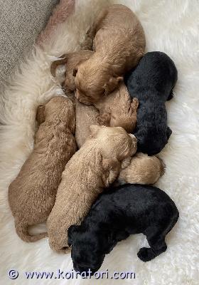 myydään cockapoo www.koiratori.com-ilmoitus Ihanat cockapoo-pennut syntyivät 10. Syyskuuta ja ovat valmiita muuttamaan uusiin koteihinsa 5. Lokakuuta alkaen.emä luna on musta cockerspanieli. Hän on rauhallinen, hellä ja ystävällinen sekä lapsia että aikuisia kohtaan. Luna on tutkittu polvilumpion sijoiltaanmenon ja silmien osalta, eikä tutkimuksissa ole ollut huomautettavaa. Hän painaa 7 kg.isä leo on perheemme oma kääpiövillakoira. Hän on älykäs ja energinen, mutta kotona rauhallinen. Hän painaa 4 kg.pentujen arvioitu paino aikuisena on noin 5–8 kg.pennut tarkastetaan eläinlääkärissä, madotetaan, rokotetaan ja mikrosirutetaan ennen luovutusta. Ne voivat muuttaa uusiin koteihinsa 8 viikon iässä, ja myöhemmästä luovutuksesta voidaan myös sopia.jos olet kiinnostunut pennusta, kerrothan koko nimesi ja puhelinnumerosi, niin otamme sinuun yhteyttä.