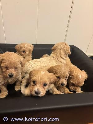 myydään maltipoo www.koiratori.com-ilmoitus Hei koirien ystävät ????iloitsemme saadessamme esitellä ihanat pienet maltipoo-pennut.emä on puhdasrotuinen maltan koira, 26 cm korkea ja painaa noin 4 kg. Hänellä on rauhallinen, tasapainoinen ja erinomainen luonne. Geneettiset testit: mh, dm2, gsd1a, pra-prcd ja huu – kaikki negatiivisia.isä on punainen teacup-villakoira, joka kantaa punaista värigeeniä. Myös hänen geneettisten testiensä tulokset ovat negatiiviset.pennut ovat pieniä ja kiharturkkisia, noin 2 kg painoisia ja 25 cm korkeita. Ne ovat hyvin sosiaalistettuja muiden koirien ja pienten lasten kanssa sekä tottuneet erilaisiin ääniin ja autolla matkustamiseen.pennut luovutetaan mikrosirutettuina, rokotettuina, kolme kertaa madotettuina ja terveystodistuksen kanssa.valmiita luovutettaviksi 6. Lokakuuta jälkeen. Jos kiinnostuit, lähetä meille viestiä.