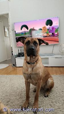 myydään saksanpaimen/kanariandog www.koiratori.com-ilmoitus Elämäntilanteen muutoksen vuoksi muhoksella 4v narttu koira etsii aktiivista, osaavaa paikkaa mielellään omalla pihalla. Ei sovellu kerrostaloon vahtivietin vuoksi. Hihnassa remmirähjäämistä eli sen kanssa kovasti pitää harjoitella. Kiltti, tykkää lapsista ja tulee toimeen kissojen kanssa mutta muut koirat vaihtelevasti eli kotiin missä ei muita koiria. Rotuina kanariandog/saksanpaimen mix. ?? uusi koti valitaan tarkasti joten kerrothan kunnolla millainen koti koiralle olisi tarjolla. 