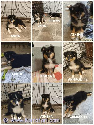 MYYDääN sheltie www.koiratori.com-ilmoitus The kennel is offering tricolor sheltie puppies born on 30.06.2026.three females are available: the smart and beautiful anita, the agility prospect athena, and the calm aphrodite.all puppies are healthy, with no food or medication allergies.all vaccinations have been completed.the puppies are sociable, playful, and always cheerful.they are ready to join their new families.each puppy comes with an ekl/fci pedigree, an eu pet passport, a microchip, and a sales contract.the parents are show dogs with health clearances.i am available on whatsapp and viber.kennel myy tricolor sheltin pentuja, jotka ovat syntyneet 30.06.2026.meillä on myynnissä kolme tyttöä: fiksu ja kaunis anita, agilityn helmi athena ja rauhallinen aphrodite.kaikki pennut ovat terveitä, eikä niillä ole ruoka- tai lääkeaineallergioita.kaikki rokotukset on annettu.pennut ovat ulospäinsuuntautuneita, leikkisiä ja aina positiivisia.valmiita muuttamaan uuteen perheeseen.jokaisella pennulla on ekl/fci-sukutaulu, eurooppalainen passi, mikrosiru ja kauppakirja.vanhemmat ovat näyttelykoiria ja heille on tehty terveystarkastuksia.minulla on whatsapp ja viber.