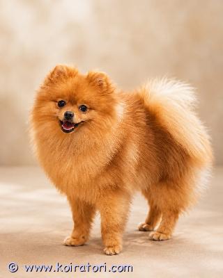 myydään pomeranian www.koiratori.com-ilmoitus Erittäin kaunis oranssi pomeranian uros (1 vuoden ikäinen) etsii rakastavaa kotia. Poika on erittäin kiltti, iloinen, leikkisä ja hyvin sosiaalistunut. Hän osaa myös kävellä hienosti hihnassa. Hänellä on mikrosiru, kaikki tarvittavat rokotukset ja eu-lemmikkieläinpassi. Hän on täysin rokotettu ja valmis muuttamaan suomeen. Eläinlääkäri on tarkastanut hänen terveytensä. Pentu sijaitsee tallinnassa.