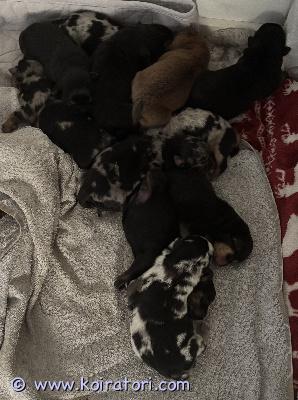 myydään rottweilermixit www.koiratori.com-ilmoitus 29.9.2026 syntyneitä aivan ihania rottweiler-aussiemix pentuja, jotka etsivät omia rakastavia kotejaan. Pentujen luovutus 17.11.2026 alkaen. Pennut käyvät eläinlääkärin tarkastuksessa ja saavat sirut, sekä madotetaan asianmukaisesti kahden vkon välein. Kerrothan millaiseen kotiin pentu olisi tulossa ja vähän koira kokemuksestasi. Emä ja isä molemmat omia koiria, mahtavia luonteeltaan. Kerron mielelläni lisää ja vastaan kysymyksiin. Pennun varausmaksu on 250€, joka maksetaan pentua varattaessa ja loput 1200€ maksetaan pennun luovutuksen yhteydessä. Varausmaksua ei palauteta, jos peruminen tapahtuu ostajan puolelta. Valitettavasti ei osamaksu mahdollisuutta. Kuljetuksesta voidaan tarvittaessa neuvotella.