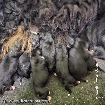 myydään bernipaimenkoira www.koiratori.com-ilmoitus  bernese mountain dog / saint bernard dog puppies age appropriate vax, parasite control done, chip, reg if necessary, export breed certificate. Marve.jarvala@gmail.com  