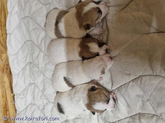 myydään sekarotuinen www.koiratori.com-ilmoitus Varattavissa poikapentuja, terrierisekoituksia. Emä cairnterrieri-jackrussel, isä jackrusseli. Emä karkeakarvainen, isä sileäkarvainen. Pennuille näyttää tulevan hieman karkeahko karva tässä vaiheessa. Molemmat vanhemmat todella ihanan luonteisia, ovat tottuneet isompiin koiriin ja hevosiin, tulevat kaikkien kanssa toimeen. Luovutus marraskuun puolessa välissä, kun ovat 7-8 viikkoa. Ovat silloin eläinlääkärintarkistettuja ja kaikki asiaan kuuluvat toimet tehty, sirutus ym. Varausmaksu otetaan. Tästä energinen kaveri moneen touhuun. 
