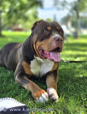 myydään americanbully www.koiratori.com-ilmoitus Etsitään loppuelämän kotia,  näyttävälle ja hyväsukuiselle americanbully xl urokselle. luovutaan pelkästään arjen järjestelyiden vuoksi kyseessä ei ole ongelmakoira.rekisteröity abkckoira on sirutettu, ja sen rokotukset sekä madotukset on hoidettu säännöllisesti ja ajallaan.poika on luonteeltaan kiltti, tasapainoinen, tottelevainen ja ihmisläheinen. Kiintyy kovasti omaan perheeseensä ja rakastaa yhteistä touhuamista oman perheensä kansa. Koira kulkenut paljon eri paikoissa mukana. Tottunut lapsiin ja muihin koiriin. Sopii ihmiselle, joka ymmärtää isojen rotujen tarpeet, mutta arvostaa koirassa pehmeyttä ja suurta sydäntä.koira myydään erityisehdoin. Lisätietoja ehdoista viestillä vain aidosti kiinnostuneille.kun otat yhteyttä kerrothan viestissäsi itsestäsi, koirakokemuksestasi ja siitä, millainen koti sinulla olisi tarjota.
