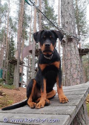 myydään rottweiler www.koiratori.com-ilmoitus Myydään allergian vuoksi 6kk ikäinen rottweiler uros.eläinlääkärin tarkistama, sirutettu ja rokotettu(paperit löytyy). Erittäin kuuliainen kaveri. Hienosti hihnassa ja ilman. Ei hauku eikä pure. Lapsiperheessä kasvanut. Tämä kaveri rakastavaan kotiin, ei hupikyselyitä. 