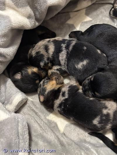 myydään rottweilermixit www.koiratori.com-ilmoitus 29.9.2026 syntyneitä aivan ihania rottweiler-aussiemix pentuja, jotka etsivät omia rakastavia kotejaan. Pentujen luovutus 17.11.2026 alkaen. Pennut käyvät eläinlääkärin tarkastuksessa ja saavat sirut, sekä madotetaan asianmukaisesti kahden vkon välein. Kerrothan millaiseen kotiin pentu olisi tulossa ja vähän koira kokemuksestasi. Emä ja isä molemmat omia koiria, mahtavia luonteeltaan. Kerron mielelläni lisää ja vastaan kysymyksiin. Pennun varausmaksu on 250€, joka maksetaan pentua varattaessa ja loput 1200€ maksetaan pennun luovutuksen yhteydessä. Varausmaksua ei palauteta, jos peruminen tapahtuu ostajan puolelta. Valitettavasti ei osamaksu mahdollisuutta. Kuljetuksesta voidaan tarvittaessa neuvotella. Laitathan viestiä mikäli sinulla olisi tarjota sopiva koti pennulle. 