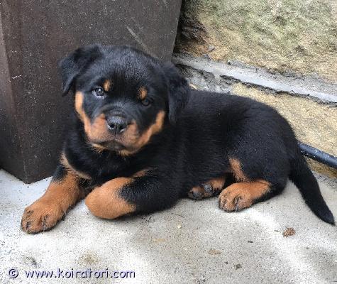 myydään Rottweilerin pentuja www.koiratori.com-ilmoitus Meillä on terveitä pentuja valmiina uuteen ja ikuisesti ihanaan kotiinsa. Ne tulevat toimeen lasten ja muiden lemmikkien kanssa, madotetut ja hoidettu pois eläinlääkärin tarkastamina. 1 naaras, 1 uros, erittäin tukevarakenteinen ja valmis muuttamaan. Erinomaisessa kunnossa, hyvä perheen lemmikki. Kaikki rokotukset annettu, myös sirutettu. Näillä pennuilla on upeat kuviot, ei hengitysvaikeuksia tai terveysongelmia, upea luusto, useita valioliiveja. Jos olet kiinnostunut tarjoamaan näille pennuille hyvän, ihanan ja huolehtivan kodin, ota meihin yhteyttä saadaksesi lisätietoja, kuvia ja toimituskuluja.