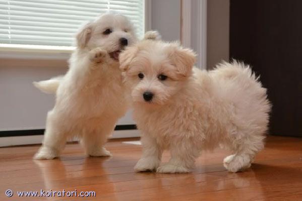 myydään Coton de tulear -pentuja www.koiratori.com-ilmoitus Meillä on terveitä pentuja valmiina uuteen ja ikuisesti ihanaan kotiinsa. Ne tulevat toimeen lasten ja muiden lemmikkien kanssa, madotettuja ja eläinlääkärin hoitamia. 1 naaras ja 1 uros, erittäin vankkarakenteisia ja valmiita muuttamaan. Erinomaisessa kunnossa, hyvä perheen lemmikki. Kaikki rokotukset annettu, myös sirutettu. Näillä pennuilla on hyvät kuviot, ei hengitysvaikeuksia tai terveysongelmia, erinomainen luusto, useita eliittirintamia. Jos olet kiinnostunut tarjoamaan näille pennuille hyvän, ihanan ja huolehtivan kodin, ota meihin yhteyttä saadaksesi lisätietoja, kuvia ja toimituksen.