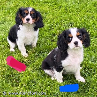 myydään Cavalierkingcharlesinspanielin pentuja www.koiratori.com-ilmoitus Meillä on terveitä pentuja valmiina uuteen ja ikuisesti ihanaan kotiinsa. Ne tulevat toimeen lasten ja muiden lemmikkien kanssa, madotettuja ja eläinlääkärin hoitamia. 1 naaras ja 1 uros, erittäin vankkarakenteisia ja valmiita muuttamaan. Erinomaisessa kunnossa, hyvä perheen lemmikki. Kaikki rokotukset annettu, myös sirutettu. Näillä pennuilla on hyvät kuviot, ei hengitysvaikeuksia tai terveysongelmia, erinomainen luusto, useita eliittirintamia. Jos olet kiinnostunut tarjoamaan näille pennuille hyvän, ihanan ja huolehtivan kodin, ota meihin yhteyttä saadaksesi lisätietoja, kuvia ja toimituksen.