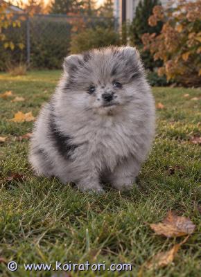 myydään pomeranian www.koiratori.com-ilmoitus Suloinen blue merle -pomeranianpoika etsii rakastavaa kotia.myynnissä erittäin suloinen, 2,5 kuukauden ikäinen pomeranianpoika upeassa blue merle -erikoisvärissä.pentu on todettu terveeksi, rokotettu, madotettu ja mikrosirutettu.viimeinen pentu on vielä varattavissa.lisätietoja yksityisviestillä, sähköpostitse tai whatsappin kautta. Nopeimmin tavoitat minut sähköpostitse tai whatsappilla.