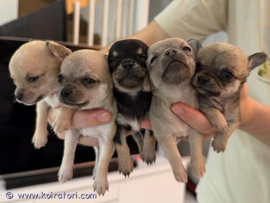 myydään Chihuahua www.koiratori.com-ilmoitus 7.9.2026 Suomessa syntynyt, suloinen Chihuahua-pentue, kaikki uroksia, etsii nyt vastuullisia ja rakastavia koteja. Pennut kasvavat meillä perheen keskellä, turvallisessa ja lämminhenkisessä kotiympäristössä, jossa ne tottuvat ihmisiin ja kodin normaaliin elämään.Vanhemmat ovat terveitä, hyväluonteisia, sosiaalisia ja ihmisrakkaita. Vanhempiin sekä pentuihin saa ehdottomasti tulla tutustumaan ennen pennun varaamista.Pennut luovutetaan:-	eläinlääkärin tarkastamina-	madotettuina-	mikrosirutettuinaPennut ovat valmiita muuttamaan uusiin koteihin 6.11.2026 alkaen.Pennuille etsitään hyviä ja sitoutuneita koteja, joissa niistä pidetään huolta koko niiden elämän ajan. Haluamme ennen kaikkea löytää jokaiselle pennulle turvallisen ja rakastavan perheen.Hinta 1700€/pentu. Ei osamaksumahdollisuutta. Pennun varausmaksu on 500€, joka vähennetään lopullisesta kauppahinnasta. Varausmaksua ei palauteta, mikäli ostaja peruu varauksen.Laita viestiä ja kerro hieman itsestäsi sekä millaiseen kotiin pentu olisi tulossa. Sovitaan samalla aika tutustumiselle.