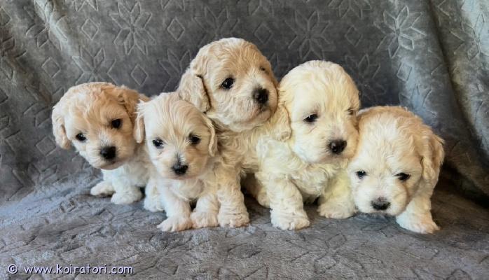 myydään maltipoo www.koiratori.com-ilmoitus Elokuun 25. Päivänä meille syntyi viisi ihanaa ja hypoallergeeniseksi kutsuttua maltipoo-pentua: kolme poikaa ja kaksi tyttöä. Pennut ovat valmiita muuttamaan uusiin koteihinsa kahdeksan viikon ikäisinä 21. Lokakuuta alkaen.emo on 2,5-vuotias maltankoira, ja kyseessä on hänen ensimmäinen pentueensa. Hän painaa 4 kg ja on erittäin uskollinen, rauhallinen ja perheystävällinen koira, joka haukkuu hyvin vähän. Hänellä on uskomattoman rauhallinen ja lempeä luonne. Isä on myös erittäin lempeä ja uskollinen koira, joka haukkuu hyvin vähän. Hän on ruskeaturkkinen kääpiövillakoira ja painaa 4 kg.molemmat vanhemmat käyvät säännöllisesti eläinlääkärin tarkastuksissa. Ne ovat terveitä, hyväkuntoisia, eikä niillä ole todettu polvilumpion sijoiltaanmenoa.pentujen arvioitu aikuispaino on 3–5 kg.panostamme paljon koiriemme ja pentujemme hyvinvointiin ja huolenpitoon. Totutamme pentuja lyhyisiin automatkoihin sekä sosiaalistamme niitä kissoihin, lapsiin ja erilaisiin ihmisiin. Harjoittelemme myös yksin olemista muutaman tunnin ajan.pennut luovutetaan neljästi madotettuina, eläinlääkärin terveystarkastamina, terveystietokirjan, rokotuksen ja mikrosirun kanssa. Mukaan tulee myös lelu, peitto ja pentujen tuttua ruokaa.lähetäthän minulle lyhyen viestin, jossa kerrot hieman itsestäsi ja millaista kotia tarjoaisit pennulle. Vastaamme sinulle mahdollisimman pian. ??