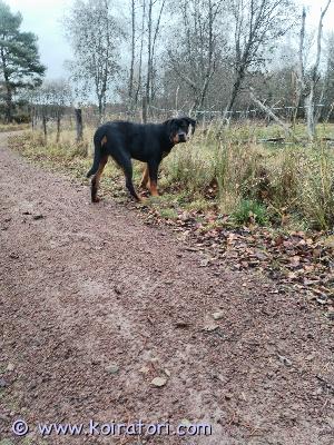 myydään rottweiler www.koiratori.com-ilmoitus 6kk ikäinen puhdasrotuinen rottweiler. Asianmukaiset sirut+rokott +madott. Allergian vuoksi nopeat yhteydenotot soittamalla. Pysyy vapaasti pihassa. Ei hauku ei pure. Sisäsiisti. Tottunut olemaan yksin, eikä tuhoa kotia. Kasvanut lapsiperheessä. Huonot puolet. Luopuminen. Täydellinen rotikka. 