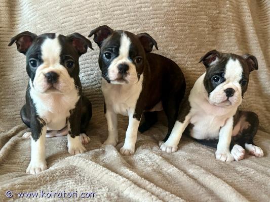 myydään bostoninterrieri www.koiratori.com-ilmoitus Kennel galaktic gravity  myy bostoninterrieripentuja ( narttu). Pennut syntyneet 19.08.26. Rokotettu, sirutettu, omistaa eu passin, viron kennelliitto (fci) sukutaulu (export pedigree). Vanhempien polvet on tarkastettu, pl 0/0,silmät-ok. Pennut etsivät huolehtivaa ja rakastavaa kotia.