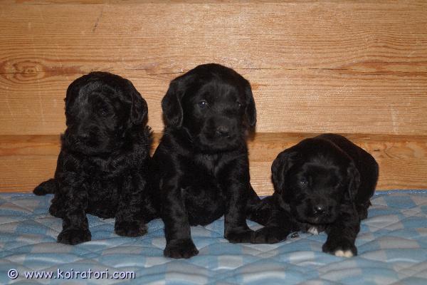 myydään Labradoodlepennut www.koiratori.com-ilmoitus Varattavissa 12.9.2026 Suomessa syntyneet labradoodlepennut. Pentujen emä on labradoodle ja isä keskikokoinen villakoira, pennuista odotetaan kasvavan noin 15-kiloisia. Pentuja syntyi kolme urosta ja kolme narttua. Yksi uros on ruskea, muut pennut ovat mustia. Pennut etsivät vastuuntuntoisia ja pysyviä koteja, joihin muuttaa aikaisintaan 31.10.2026. Pennut luovutetaan eläinlääkärin tarkastamina ja mikrosiruttamina, rekisteröityinä ja useaan kertaan madotettuina. Meillä kasvaessaan pennut tottuvat ulkoiluun, lapsiin ja toisiin koiriin. Näille kasvaa trimmattava karva, jota yleisesti pidetään allergiaystävällisenä.Pennun hinta on 1600 €, josta varausmaksu on 300 €. Varausmaksua ei palauteta ostajan peruessa kaupan.Lisäilemme kuvia kotisivuillemme pentujen kasvaessa, valitettavasti emme pysty vastaamaan yksityisiin lisäkuvapyyntöihin. Pentuihin pääsee tutustumaan 19.10.2026 alkaen miltei koska tahansa.Kasvatustoimintamme on yritysmuotoista, joten ostamalla pennun meiltä turvanasi on kuluttajansuoja.