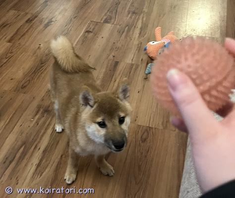 myydään shiba www.koiratori.com-ilmoitus Suloinen shiba uros etsii loppuelämän kotia muuttuneen elämäntilanteeni vuoksi. Luca on kiltti, tottunut lapsiin sekä muihin koiriin. Sisäsiisteys hyvällä mallilla, ilmoittaa kun pitää mennä ulos. Osaa olla yksin jo eikä hauku :). Rokotettu, madotettu ja rekisteröity. Kerrotko millaiseen kotiin luca pääsisi