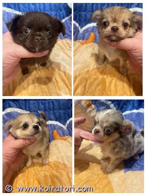 MYYDääN chihuahua www.koiratori.com-ilmoitus Long-haired chihuahua puppies for sale. Born on august 14, 2026. 3 boys and 1 girl. Includes eu pet passport, age-appropriate vaccinations, microchip, and a bill of sale. Price: 800–1000 euros. Delivery to länsisatama (west harbour), helsinki, is available for an additional fee.