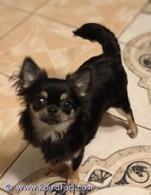 MYYDääN chihuahua www.koiratori.com-ilmoitus Chihuahua, pitkäkarvainen, syntynyt 09.04.2026 .sukutaulu, siru, eurooppapassi, rokotettu, terve.toimitus helsinkiin on mahdollinen.tyttö on iloinen, aktiivinen ja kaunis.lisätietoja saat kirjoittamalla sähköpostiin mambokennel@mail.ee