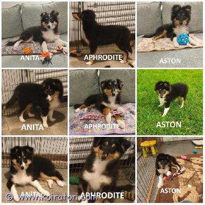 MYYDääN sheltie www.koiratori.com-ilmoitus The kennel is selling sheltie puppies, tricolour. Age 3.5 months.there are 2 sweet, calm girls (anita, aphrodite) and 1 moderately active boy (aston).the puppies are healthy, with no allergies.the boy is fully descended.the puppies are sociable and always cheerful.ready to go to a new home.each puppy comes with ekl/fci pedigree, european passport, microchip, and a sales contract.all vaccinations done.the parents are show dogs, health-checked.i have whatsapp and viber.pennutalo myy shetlanninlammaskoira-rotuisia pentuja, väri trikolori. Ikä 3,5 kuukautta.tarjolla 2 suloista ja leppoisaa tyttöä (anita, aphrodite) ja 1 sopivan aktiivinen poika (aston).pennut ovat terveitä, ilman allergioita.poikapennulla kivekset ovat kunnossa.pennut ovat seurallisia ja aina iloisia.valmiita muuttamaan uuteen perheeseen.jokaisella pennulla on ekl/fci-sukutaulu, eurooppalainen pass, mikrosiru ja kauppakirja.kaikki rokotukset tehty.vanhemmat ovat näyttelylinjaisia ja terveystarkistettuja.minulla on whatsapp ja viber.