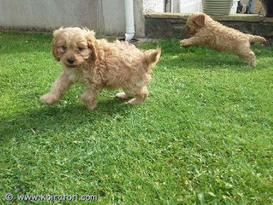 myydään cavapoo-pentuja www.koiratori.com-ilmoitus Meillä on uros- ja narttupentuja (100 % puhdasrotuisia). Ne ovat hyväkuntoisia ja terveitä! eläinlääkärin tarkastamia, rokotukset ja loishäädöt ovat ajan tasalla, ja pennut on mikrosirutettu. Niillä on ihana luonne ja erinomainen sukutaulu. Kaikki pentumme ovat ystävällisiä ja tulevat hyvin toimeen lasten sekä muiden lemmikkien kanssa. Ota meihin yhteyttä saadaksesi lisätietoja, kuvia ja tietoa toimituksesta.