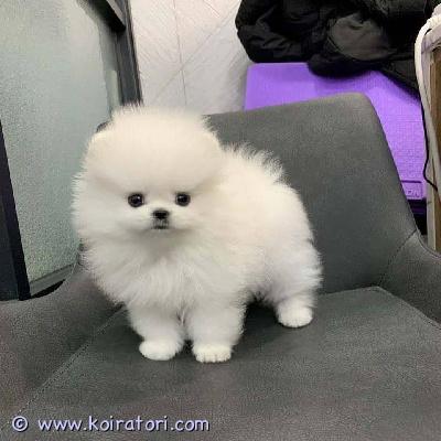 myydään Pomeranianin pentuja www.koiratori.com-ilmoitus Meillä on uros- ja narttupentuja (100 % puhdasrotuisia). Ne ovat hyväkuntoisia ja terveitä! eläinlääkärin tarkastamia, rokotukset ja loishäädöt ovat ajan tasalla, ja pennut on mikrosirutettu. Niillä on ihana luonne ja erinomainen sukutaulu. Kaikki pentumme ovat ystävällisiä ja tulevat hyvin toimeen lasten sekä muiden lemmikkien kanssa. Ota meihin yhteyttä saadaksesi lisätietoja, kuvia ja tietoa toimituksesta.