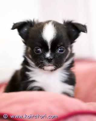 myydään chihuahuapennut www.koiratori.com-ilmoitus Etsitkö rakastavaa ja ystävällistä perhekoiraa? chihuahuapennut tunnetaan kauniista turkistaan, lempeästä luonteestaan ja rakastavasta persoonallisuudestaan. Näistä suloisista pennuista voi tulla ihania perheenjäseniä. Valitse terve ja hyvin hoidettu pentu vastuullisesta kodista. Pennut ovat 17 viikon ikäisiä ja sisäsiistejä.