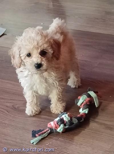 myydään maltipoo www.koiratori.com-ilmoitus Kotia etsivät 2.9.2026 syntyneet narttu ja uros. Sosiaaliset ja hyväluonteiset. Luovutetaan eläinlääkärin tarkastamina. Mukaan kattavat hoito-ohjeet ja pentupakkaus. Kerrothan kattavasti kodista millainen sinulla olisi tarjota. Pennut ovat sen ikäisiä että niihin pääsee tutustumaan. 