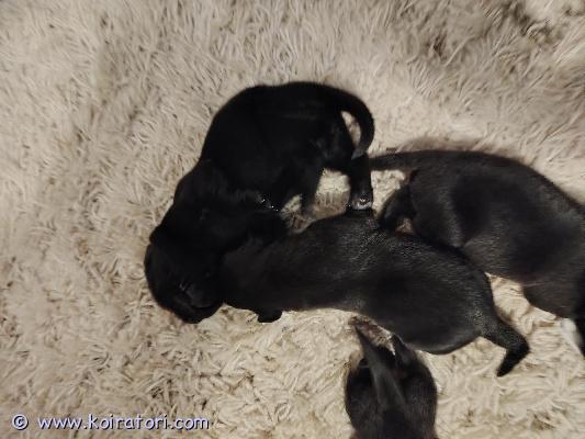 myydään labradorinnoutaja www.koiratori.com-ilmoitus 3 mustaa urosta3 mustaa narttuaisä 4 vuotias rekisteröity labbis ja lonkat aa, isän paino 32 kg. Emä 5 vuotias rekkaamaton labbis paino 33kg.käyttölinjainen eli hoikempi rakenne.luovutus 5.12.2026myydään sirutettuna, eläinlääkäri tarkistettuna, näistä dokumentti mukaan.madotetaan 3x ja opettelu ulos alkaa 4 viikon iässä.varausmaksu 200,vähennetään loppusummasta