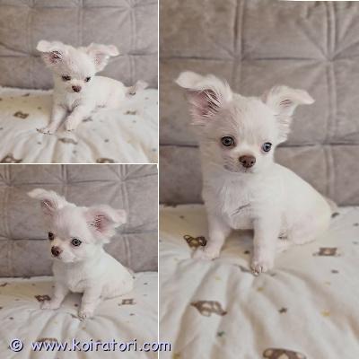 MYYDääN chihuahua www.koiratori.com-ilmoitus Pitkäkarvainen chihuahuan poikapentu etsii rakastavaa kotia. Ikä 3 kk. todella sosiaalinen, reipas ja ihmisrakas pikkuinen. On tottunut lapsiin ja sopisi hyvin rakastavaan kotiin lemmikiksi, kaveriksi ja kotikoiraksi. Molemmat vanhemmat ovat sosiaalisia, terveitä ja hyväluonteisia kotikoiria. Pentu luovutetaan asianmukaisesti rokotettuna, madotettuna ja sirutettuna. Mukaan tulee pentupaketti, ohjeita pennun hoidosta, rokotusohjeita ja sopimus pennun kaupasta. vain pysyvään ja hyvään kotiin!lisätietoja voi saada sähköpostitse /puhelimitse. 
