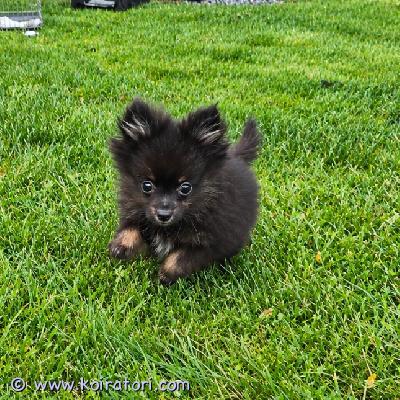 myydään pomerian www.koiratori.com-ilmoitus Ihastuttavat ja suloiset pomeranian-pennut etsivät rakastavia ja vastuullisia koteja!pennut ovat nyt 8 viikon ikäisiä ja luovutusikäisiä. Pennut ovat suloisia, pörröisiä ja täynnä pentumaista energiaa. Ne odottavat innolla pääsyä omiin rakastaviin koteihinsa.pennuista: ikä: 8 viikkoarokotettumikrosirutettumadotettu säännöllisestivalmiita muuttamaan uusiin koteihinetsimme pennuille hyviä ja huolehtivia koteja, joissa ne saavat paljon rakkautta, huolenpitoa ja huomiota koko elämänsä ajan. Otathan huomioon ennen pennun ostamista että taloudellinen tilanteeksi ja terveytesi sallii pennun hankinnan.